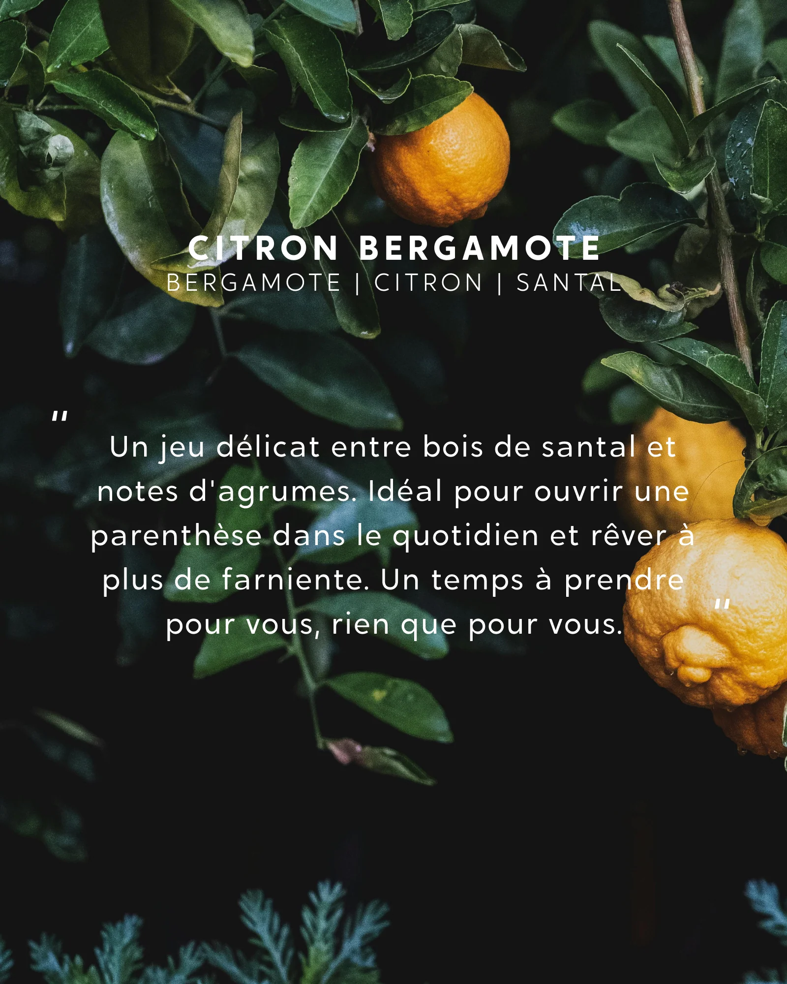 Petite bougie Citron Bergamote - Image 4